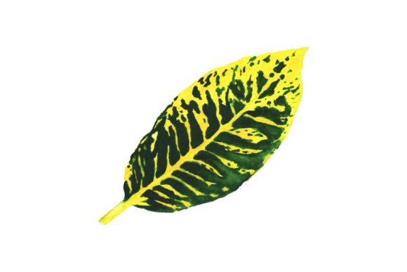 Download Handmade Watercolor Beautiful Green Leaf - Green leaf Collection
